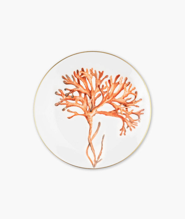 Plate "Corallium rubrum"