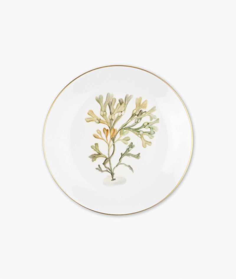 Plate "Fucus"
